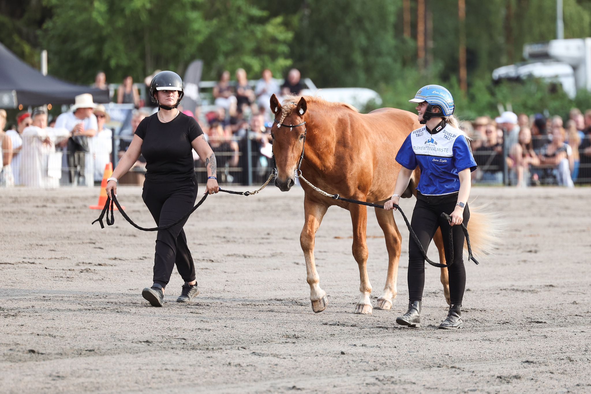 Kuninkaallisessa huutokaupassa nähtiin ennätyskorkea sisäänhuuto, 40 000 euroa, varsasta Rafaelo. Kuva: Maisa Hyttinen